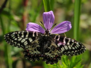 Gney Fistosu (Zerynthia polyxena)