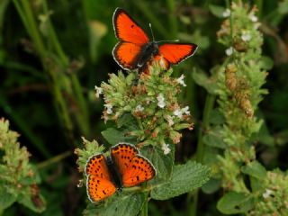 Ate Bakr Gzeli (Lycaena candens)