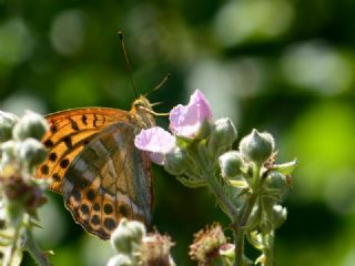 Cengaver&nbsp;(Argynnis&nbsp;paphia)