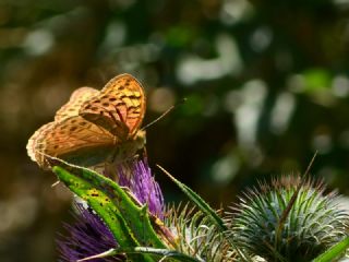 Cengaver (Argynnis paphia)