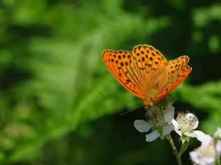 Cengaver (Argynnis paphia)