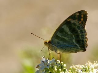 Cengaver (Argynnis paphia)