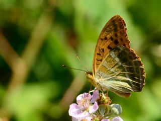 Cengaver&nbsp;(Argynnis&nbsp;paphia)