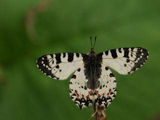 Kafkas Fistosu (Zerynthia caucasica)