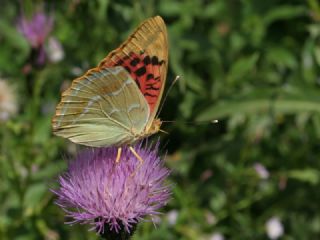 Bahadr (Argynnis pandora)