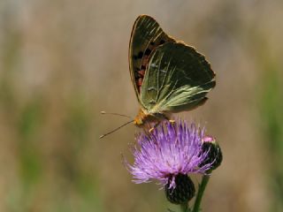 Bahadr (Argynnis pandora)