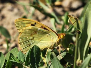 Bahad�r&nbsp;(Argynnis&nbsp;pandora)