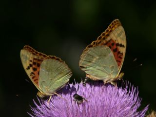 Bahadr (Argynnis pandora)