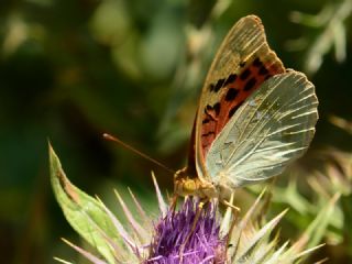 Bahad�r&nbsp;(Argynnis&nbsp;pandora)