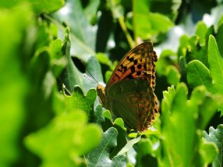 Bahad�r&nbsp;(Argynnis&nbsp;pandora)
