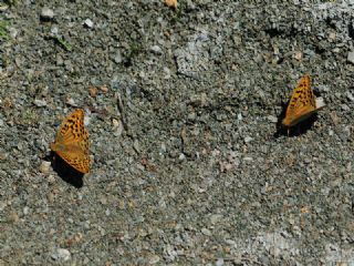 Bahadr (Argynnis pandora)