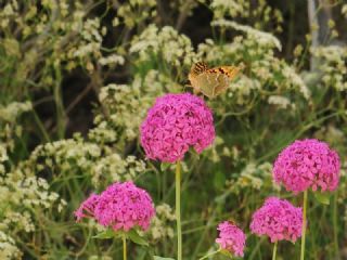Bahad�r&nbsp;(Argynnis&nbsp;pandora)