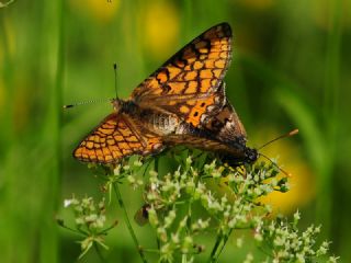Nazuum (Euphydryas aurinia)