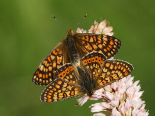 Nazuum (Euphydryas aurinia)