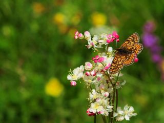 Nazuum (Euphydryas aurinia)