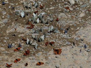 Nazuum (Euphydryas aurinia)