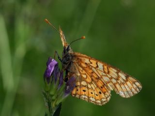Nazuum (Euphydryas aurinia)