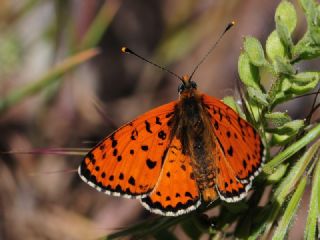 Benekli parhan (Melitaea didyma)