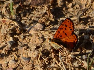 Benekli �parhan&nbsp;(Melitaea&nbsp;didyma)