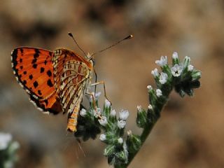 Benekli parhan (Melitaea didyma)
