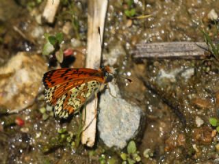 Benekli parhan (Melitaea didyma)