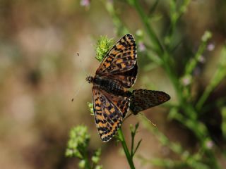 Benekli parhan (Melitaea didyma)