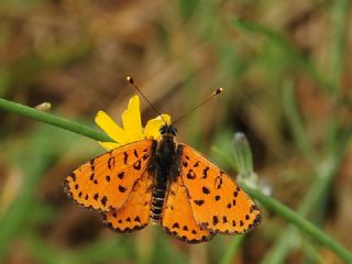 Benekli parhan (Melitaea didyma)