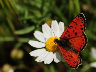 Benekli parhan (Melitaea didyma)