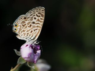 Mavi Zebra (Leptotes pirithous)