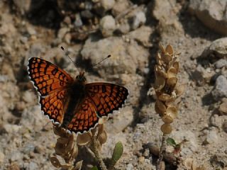 parhan (Melitaea cinxia)