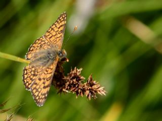 �parhan&nbsp;(Melitaea&nbsp;cinxia)