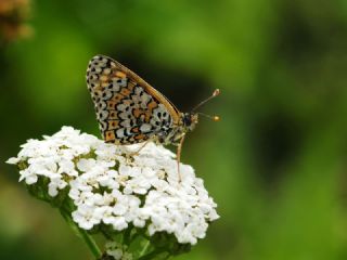 parhan (Melitaea cinxia)
