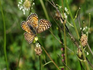 parhan (Melitaea cinxia)