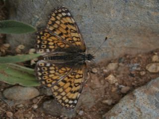 parhan (Melitaea cinxia)