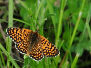 parhan (Melitaea cinxia)