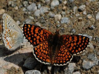 parhan (Melitaea cinxia)