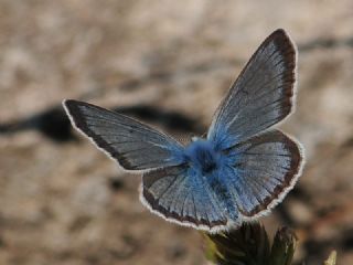 okgzl Yalanc Eros (Polyommatus eroides)