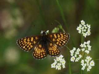 Amannisa (Melitaea athalia)