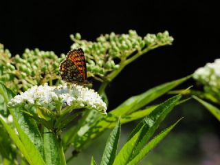 Amannisa (Melitaea athalia)