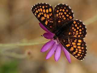 Amannisa (Melitaea athalia)