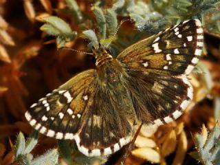 Zeytuni Z�pz�p&nbsp;(Pyrgus&nbsp;serratulae)