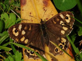 Karanl�k Orman Esmeri&nbsp;(Pararge&nbsp;aegeria)