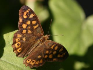 Karanlk Orman Esmeri (Pararge aegeria)