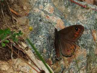 Esmerboncuk (Lasiommata maera)