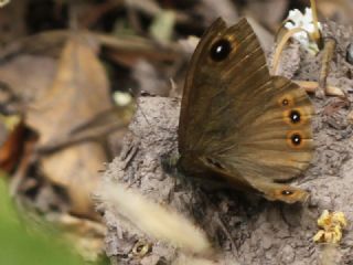 Esmerboncuk&nbsp;(Lasiommata&nbsp;maera)