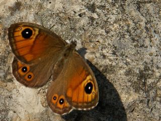 Esmerboncuk&nbsp;(Lasiommata&nbsp;maera)