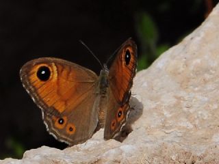Esmerboncuk (Lasiommata maera)