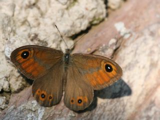 Esmerboncuk (Lasiommata maera)