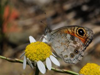 Esmerboncuk (Lasiommata maera)