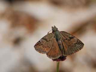 Kara Zpzp (Erynnis marloyi)